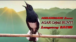 Pancingan kacer ngeplong gacor bikin bahan cepat bunyi, Masteran kacer durasi panjang!!
