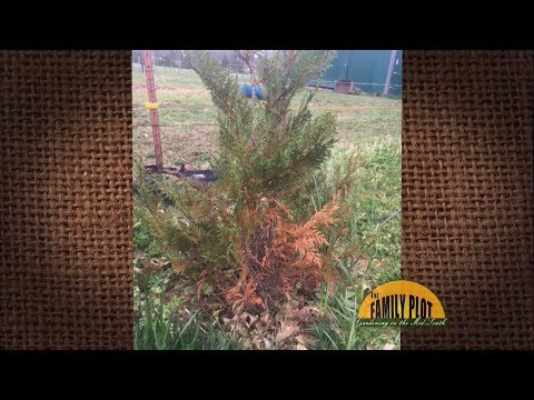 Видео: Leyland Cypress арчилгаа - Leyland Cypress модыг ургуулах зөвлөмжүүд