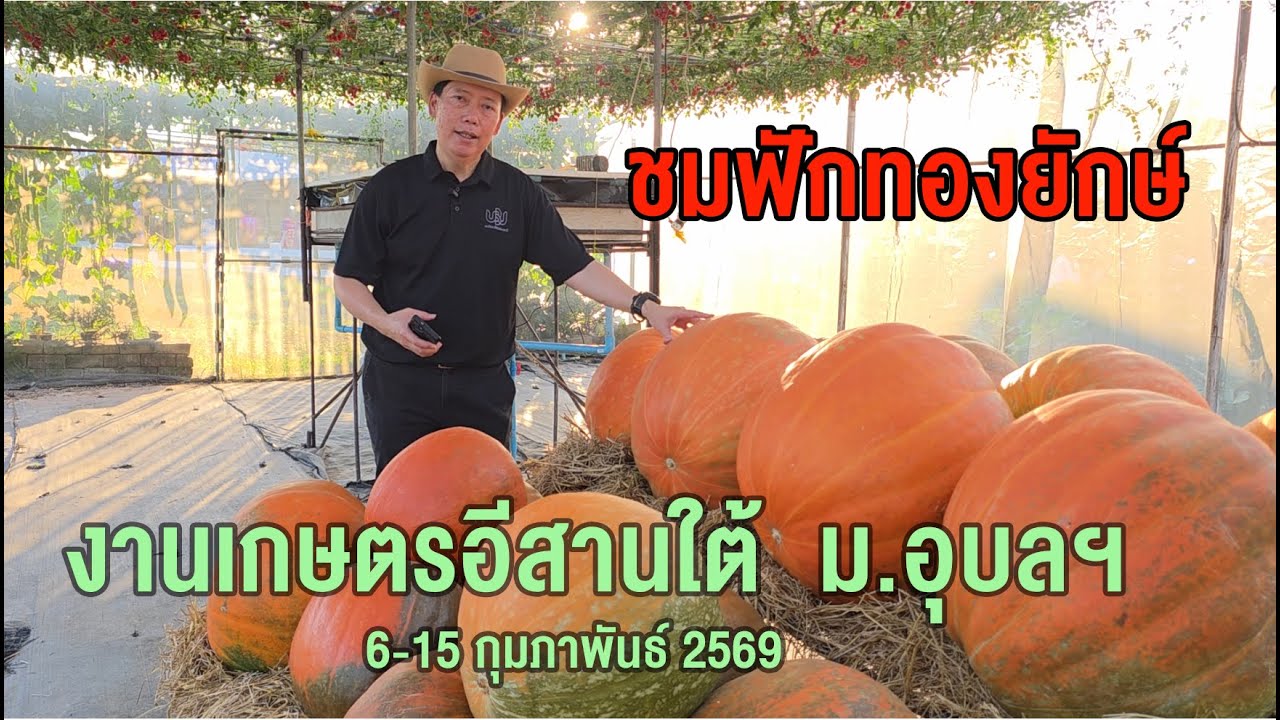 นำชมมะเขือเทศเชอร์รี่ 1ต้น ออกผล 3,000 ลูก และฟักทองยักษ์  ในงานเกษตรอีสานใต้ ม.อุบลฯ
