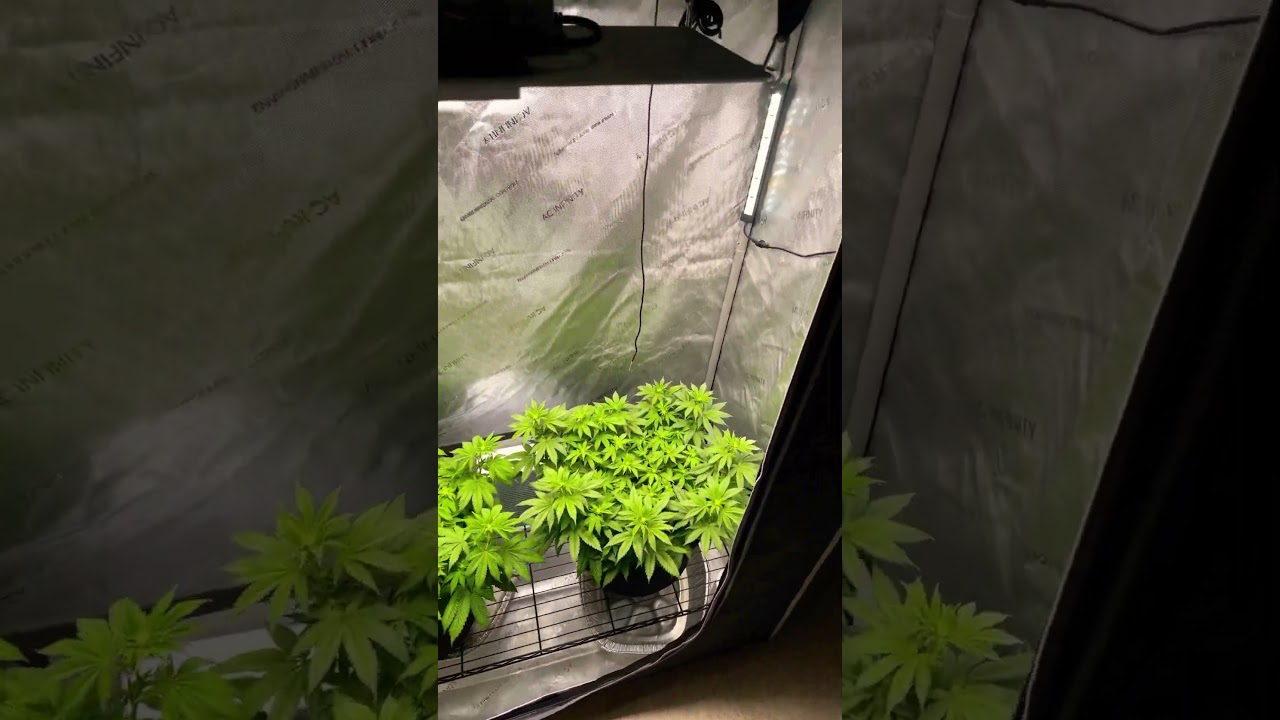 Exotic Genetix 🧬 100K in an AC Infinity 2X4 Tent! Day 14 of flower ✌🏽