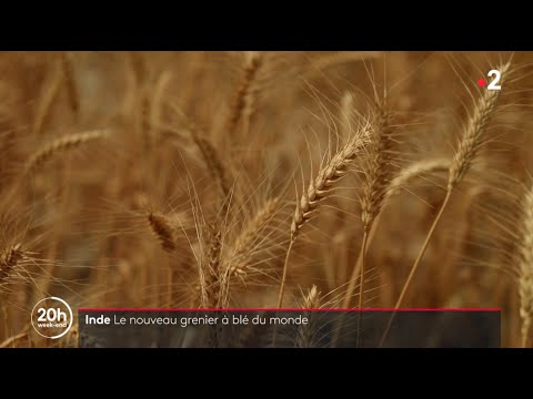 Vidéo: L'Inde est-elle autosuffisante en matière de production alimentaire ?