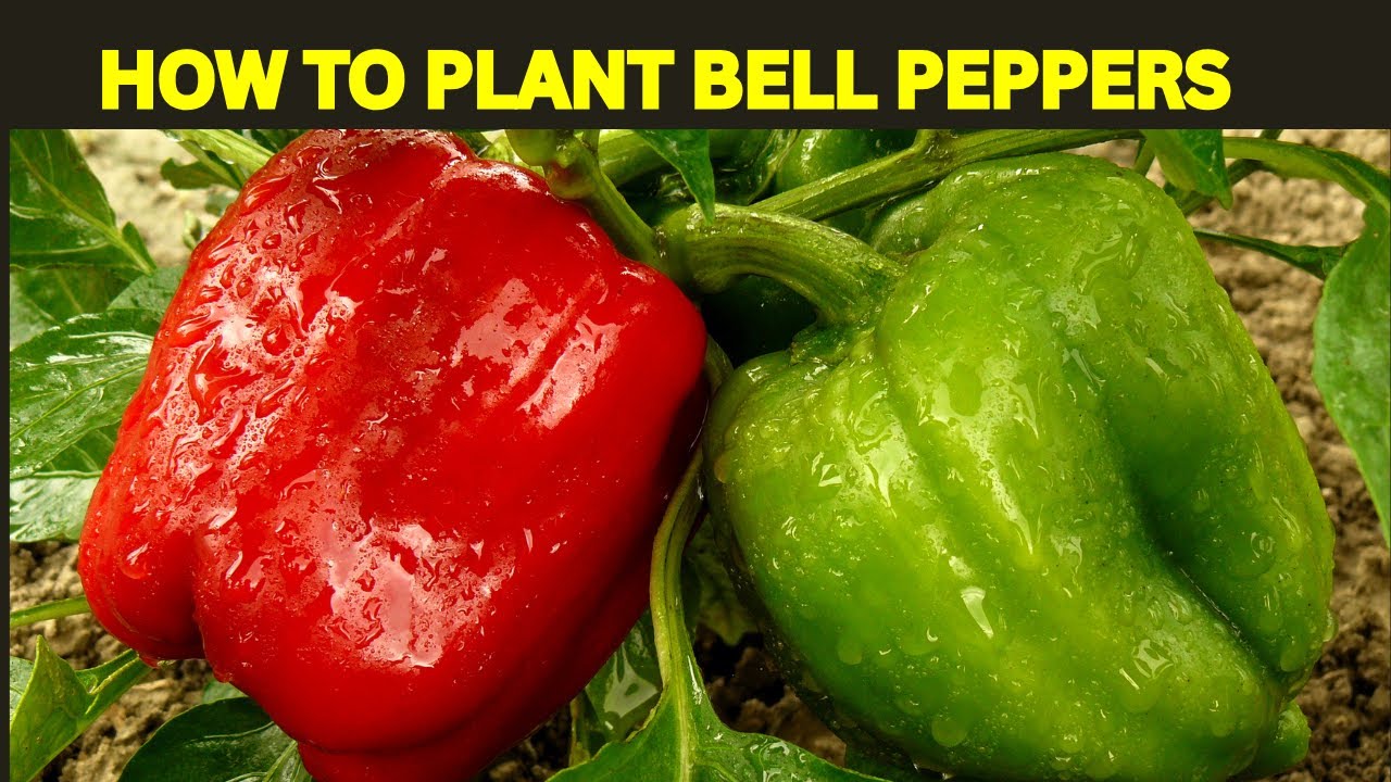 HOW TO PLANT BELL PEPPERS FROM SCRATCH - YouTube