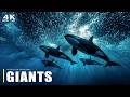 OCEAN GIANTS | The Largest Creatures of the Sea You’ve Never Seen | Full Documentary 4K