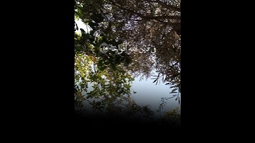 سورة النصر بصوت القارئ مشاري راشد العفاسي.