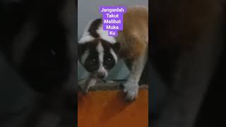 Kukang hewan pemalu