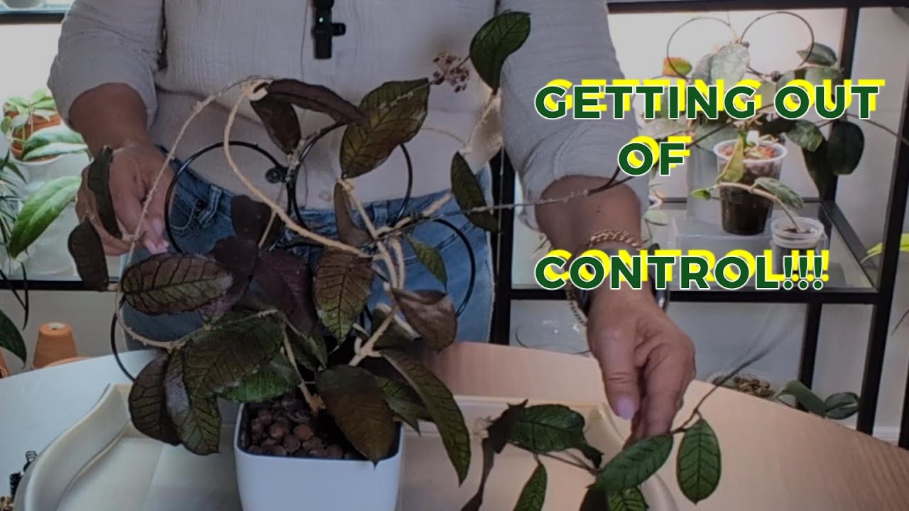 When Hoyas Get Too Big! 🌿 Cozy Propagation & Plant Maintenance