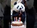 The baby panda’s birthday🎂🐼 #panda #trending #cute #cutepanda #viral