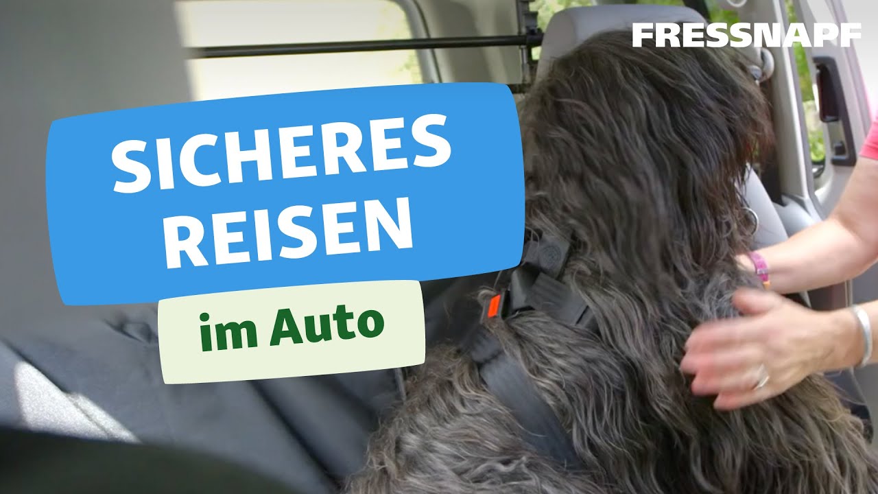 Hund im Auto verkehrssicher transportieren