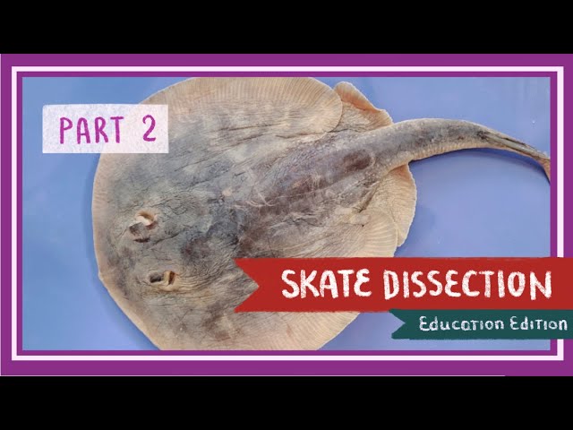 Stingray Anatomy Diagram FMIB 46061 Sting Ray A Drawing Of A Sting