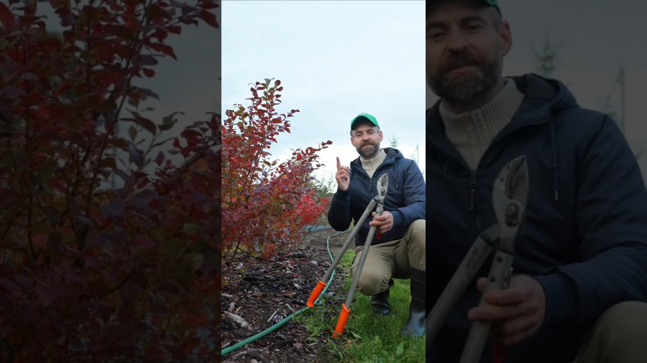 С каждого куста голубики я собираю по ведру ягод , а секрет в правильной обрезке!