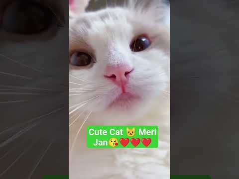 Cute cat video |Baby Cats - Cute and Funny Cat Videos Compilation | Aww Animals