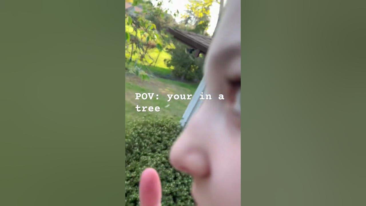 POV: your in a tree 🌳 #nature  #fypp