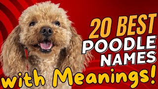 20 Best Poodle Names with Meanings! 🐩✨