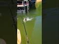 Largemouth Inhales Lure Fishing Lake Lanier