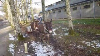 Attelage Dânes En File Avec Des Balances De Collier