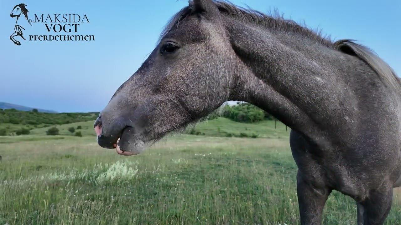 Nochmal Sommer - Pferde in der Nacht, Drohnenaufnahmen
