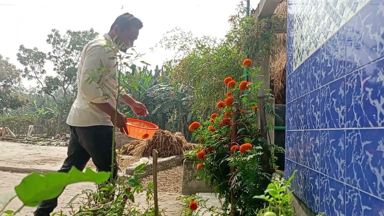 টমেটো 🍅 গাছের বাম্পার ফলন 