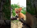 Orange tabby cat shorts viral.s