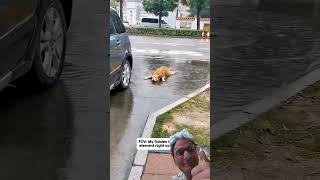 Ce chien adore l'orage ? Regardez sa réaction ! ⛈️🐕