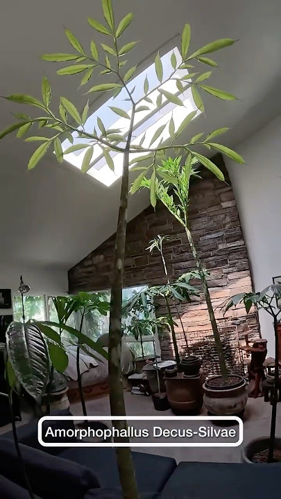 RARE AROID Houseplant - Amorphophallus Decus-Silvae