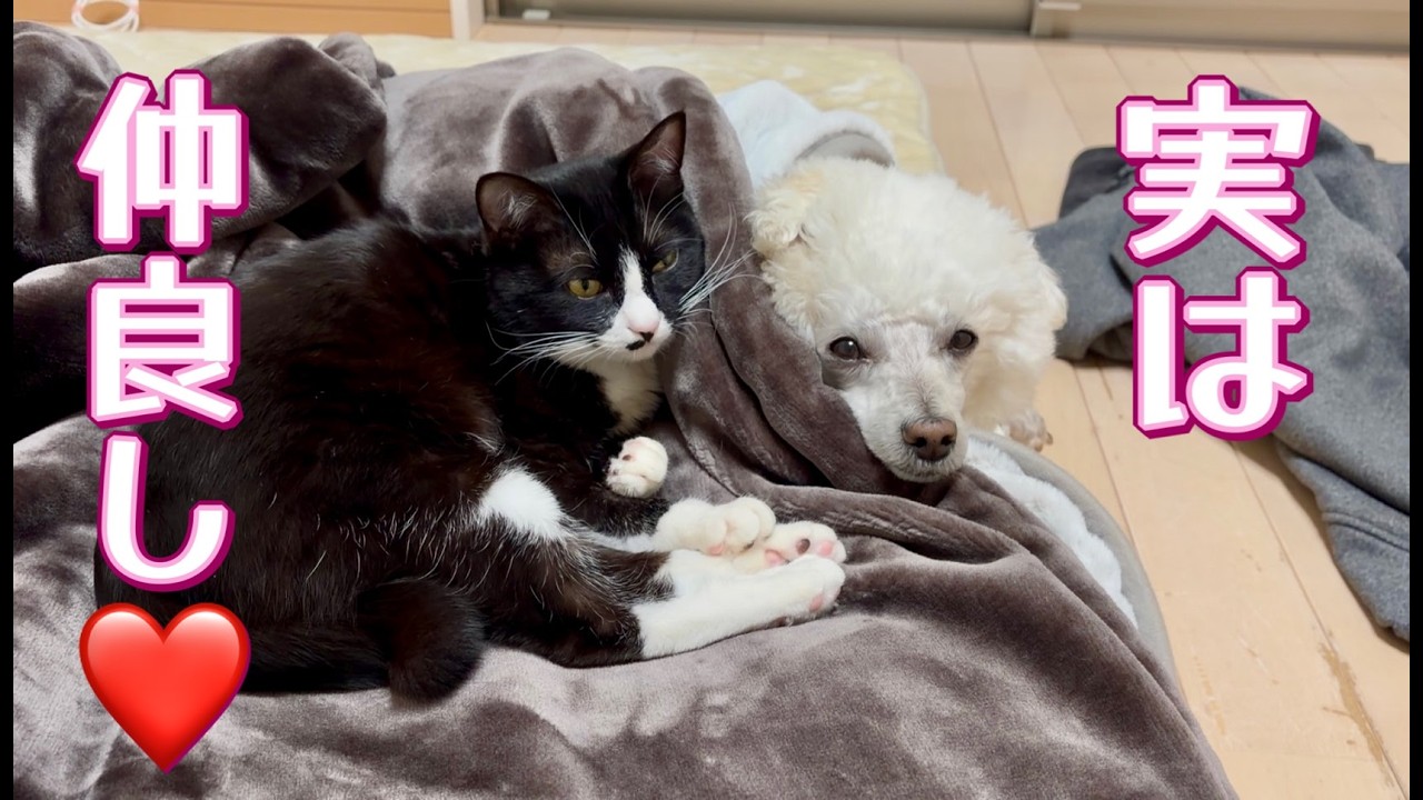 本当は仲良し？な犬と猫　捨て猫クロと売れ残り犬ジーニーの話し