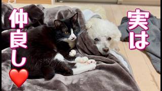 本当は仲良し？な犬と猫　捨て猫クロと売れ残り犬ジーニーの話し