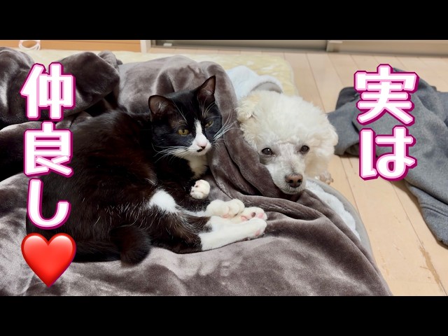 Are they really good friends? The story of Kuro, the abandoned cat
