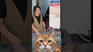 i have no words for video title 😱🤣😎#cat #meme #trending #viral