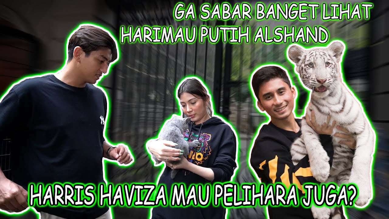 GA SABAR BANGET LIHAT HARIMAU PUTIH ALSHAND...HARRIS HAVIZA MAU PELIHARA JUGA...?