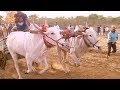 Powerful mudhol bulls combination run at gokula