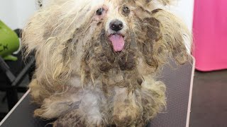 Unbelievable : Dog in Terrifying Condition That Will Surely Shock You!