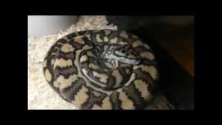 Morelia Pythons 2013 breeding group