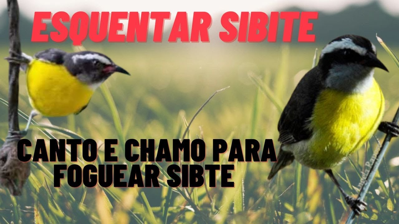 esquentar sibite🔥 sibite cantando chamando para esquenta e foguear sibite 🔥 esquentar sibite