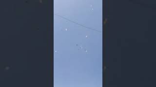 love birds and pigeon #punjabi #pigeon #trending #kabootar #ytshorts #ytviral #sundh_dihat_shorts