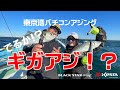 出るか！？ギガ？テラ？　～東京湾バチコンアジング～