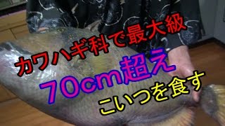 【70ｃｍオーバー】ゴマモンガラを捌いてみた。【最大級のカワハギ】
