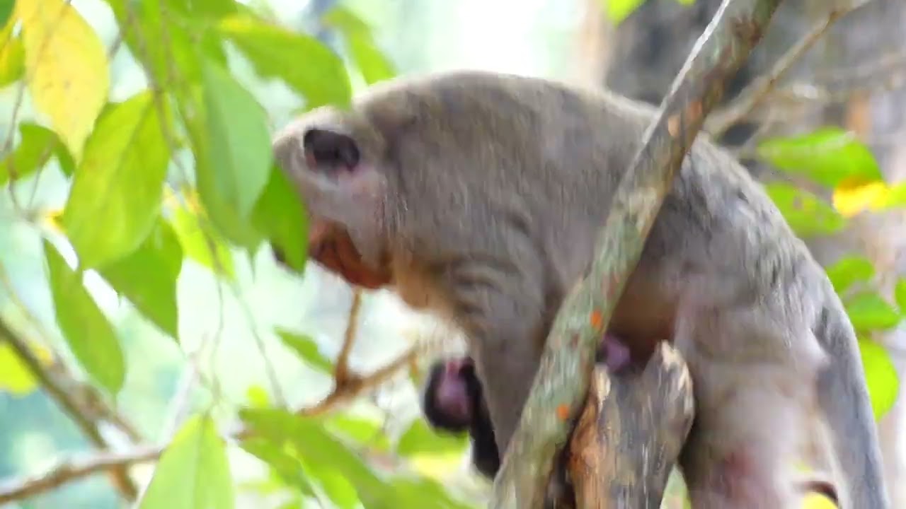 Barbie monkey getting new baby on this day, She named Becca baby