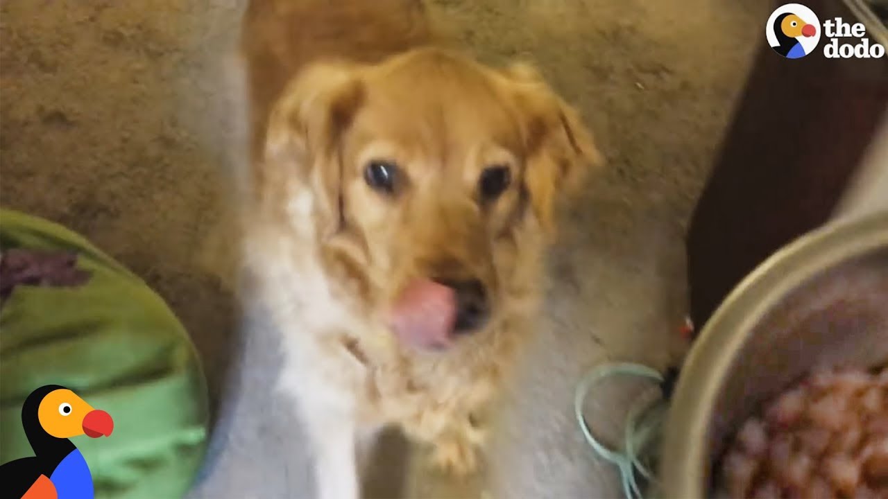 Man Tricks Picky Dog To Get Her To Eat Food | The Dodo - YouTube