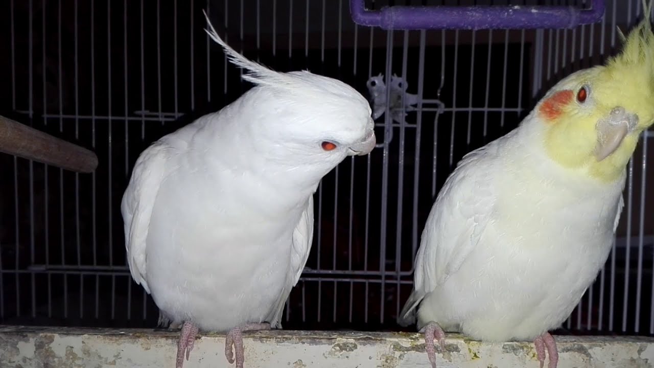 Cockatiel sing when they are in mood 2020 YouTube