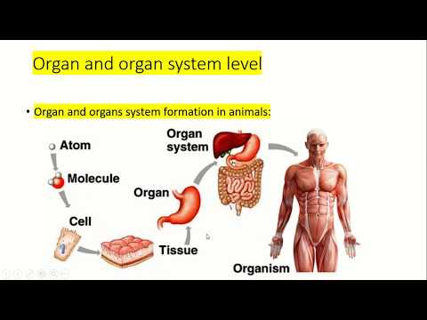 organ and organ system level // lecture # 8 // RECOMMENDED FOR YOU