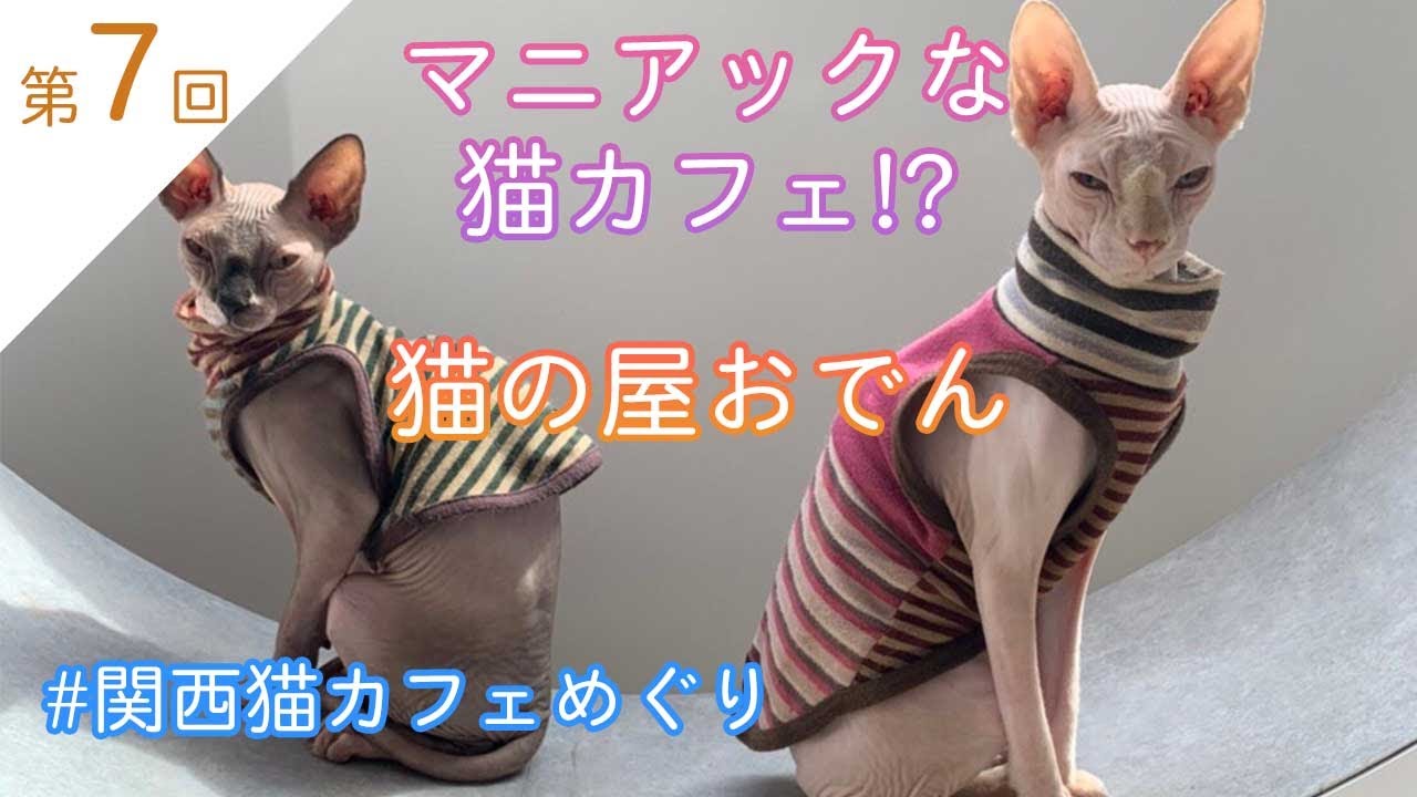 マニアックな猫カフェ 猫の屋おでんさんから 関西猫カフェめぐり 配信 第7回 Youtube