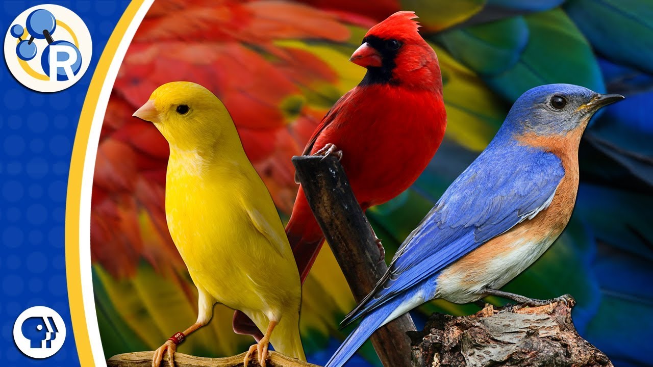 The Colours of Birds
