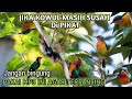 suara pikat burung kecil Kolibri Wulung ampuh suara jernih 💯