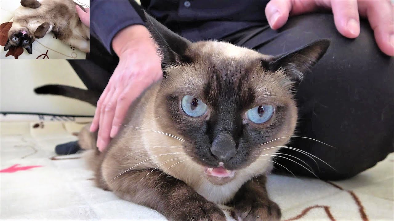 お値下げしました。シャム猫 シャム猫の販売価格！ミックスやシールポイントの値段や生涯費用は？