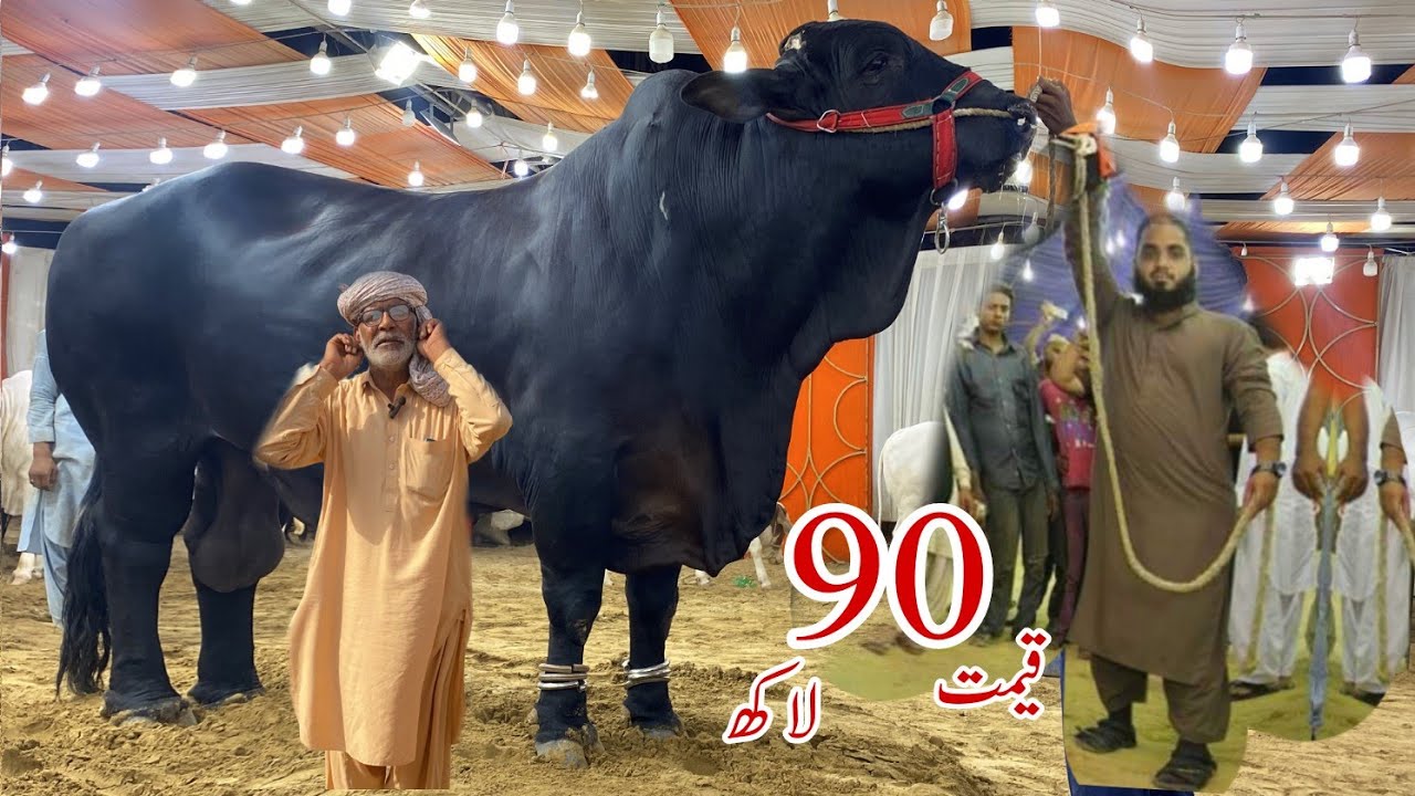 Biggest Black Bulls of 2024-25 ll Marjan Cattle Farm #cattle #mandi #bull #cow #bakramandi #qurbani