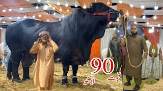 Biggest Black Bulls of 2023 ll Marjan Cattle Farm cattle mandi biggest_bull bakra_mandi qurbani