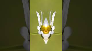 Blooming Daisy: Unfolding Tranquility #meditation #flowers #nature