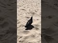Белоснежный песок на пляже Устье.Клеопатра пляж нервно курит в стороне.