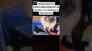 Собака Который Флексит от Карнтина