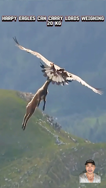 Golden Eagle vs Harpy Eagle: Which Can Carry More Weight? 🦅💪#viral #animals #youtubeshorts #fyp